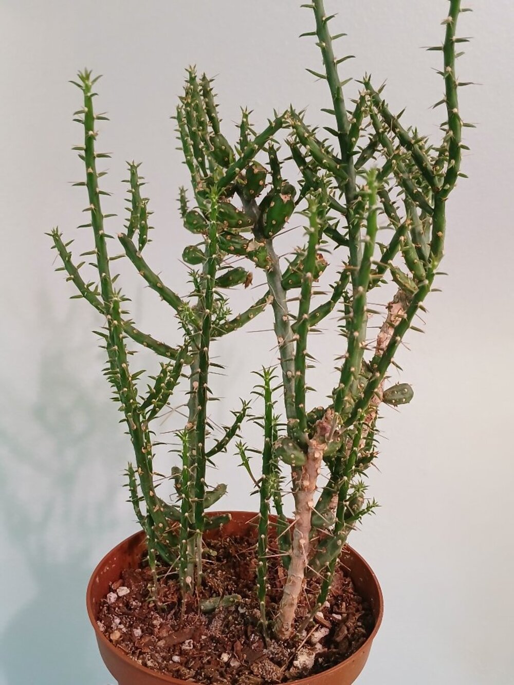 Cholla Cactus